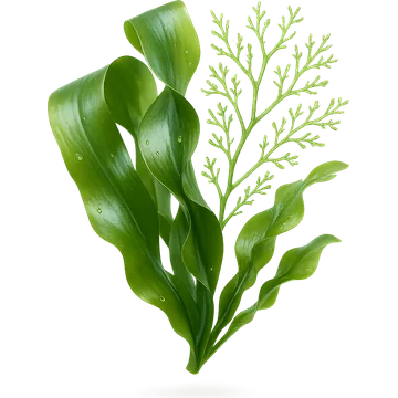 Aceite esencial de algas (Algae) en la fórmula de Elastica