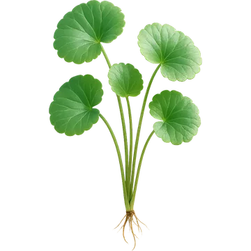 Centella asiática (Centella asiatica) en la fórmula de Elastica