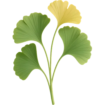 Ginkgo biloba (Ginkgo biloba) en la fórmula de Elastica